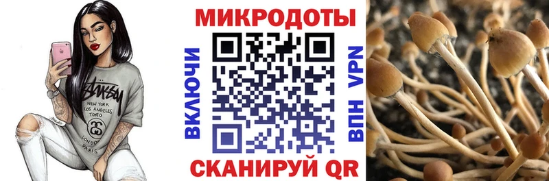 Псилоцибиновые грибы мицелий  где купить наркоту  Ростов-на-Дону 